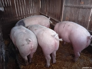 Porci pentru Crăciun  - imagine 3