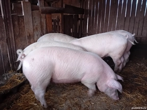 Disponibili porci pentru Crăciun  - imagine 5