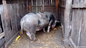 Disponibili porci pentru Crăciun  - imagine 3