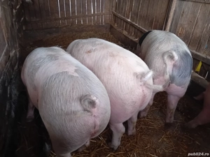 Disponibili porci pentru Crăciun 