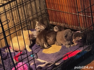 Vand puiuti de Scottish Fold - imagine 4