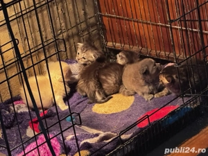 Vand puiuti de Scottish Fold - imagine 3