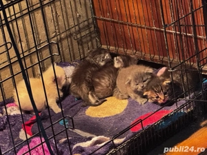 Vand puiuti de Scottish Fold - imagine 2