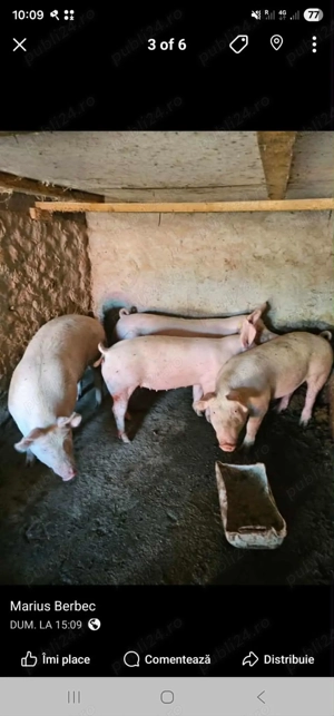 3 Porci de vanzare Bio (pentru sacrificat de crăciun) kg 160 180 - imagine 3