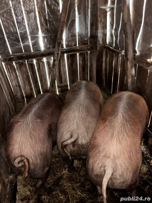 Vand porci  - imagine 2