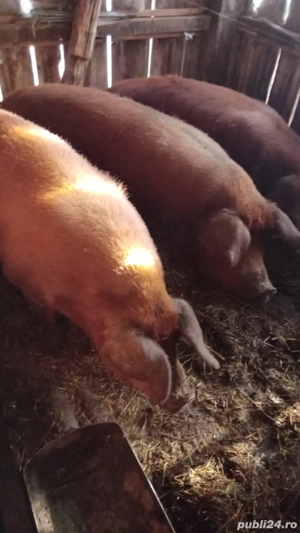 Vand porci  - imagine 3