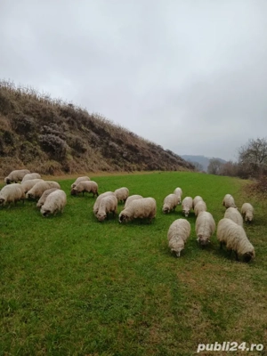 oi de vanzare reforme - imagine 2