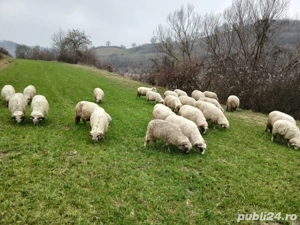 oi de vanzare reforme - imagine 3