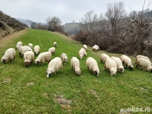 oi de vanzare reforme - imagine 5