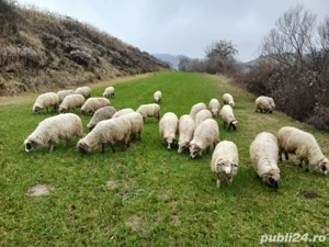 oi de vanzare reforme - imagine 4