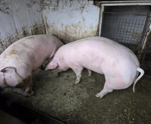 Vând porc gras crescut pe lături - imagine 4