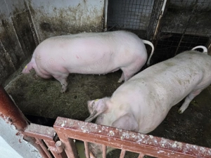 Vând porc gras crescut pe lături - imagine 2