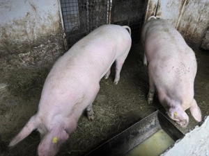 Vând porc gras crescut pe lături