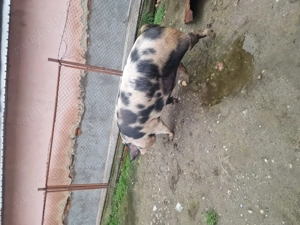 De vanzare purcea - imagine 3