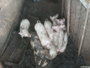 Purcei rasă marele alb - imagine 3