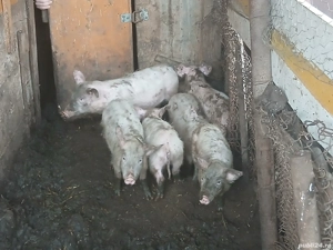 Purcei rasă marele alb - imagine 2