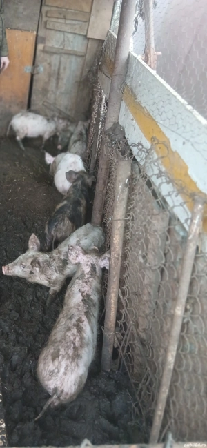 Purcei rasă marele alb - imagine 4