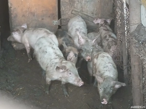 Purcei rasă marele alb