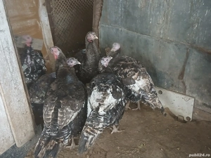 curcani de curte  - imagine 2