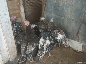 curcani de curte  - imagine 5