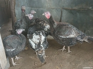 curcani de curte  - imagine 3