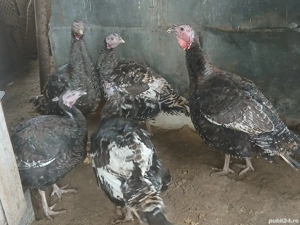 curcani de curte  - imagine 4