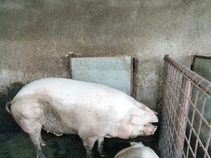 Vand porci albi, de carne, crescuti doar cu faina fiarta - imagine 3