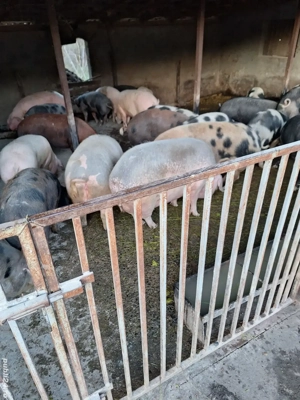 porci de vanzare