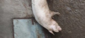 Vand porci albi, de carne, crescuti doar cu faina fiarta - imagine 2