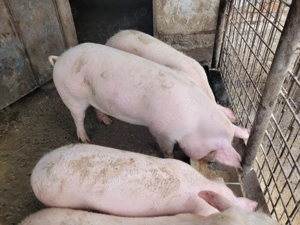 Vând porci crescuți bio!!