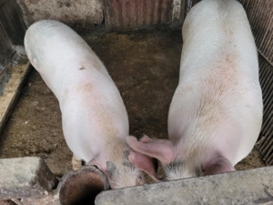 Vând porci crescuți bio!! - imagine 2