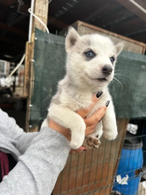 Catelusi Husky Siberian - imagine 4