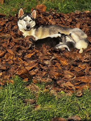 Catelusi Husky Siberian - imagine 5