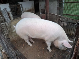 Vind un porc-marele alb cu landrace. - imagine 2