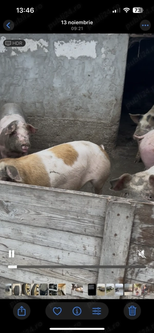 Vând porci 90-120 kg 17 lei kg - imagine 3