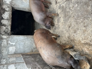 Vând porci 90-120 kg 17 lei kg - imagine 2