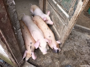 vand purcei de rasa - imagine 5