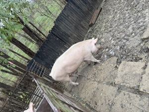 Porc de vanzare - imagine 3