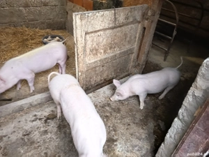 vand purcei de rasa - imagine 3