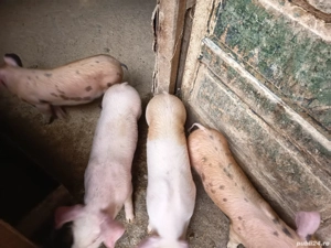 vand purcei de rasa - imagine 2