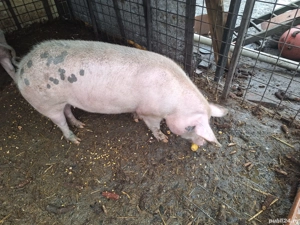 porc pentru sacrificat - imagine 5