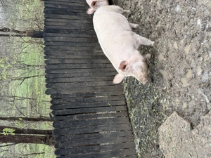 Porc de vanzare - imagine 2