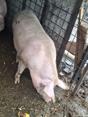 porc pentru sacrificat - imagine 3