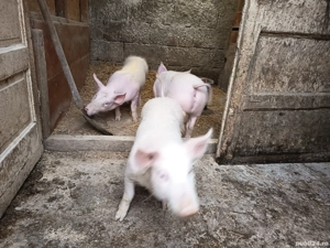 vand purcei de rasa - imagine 4