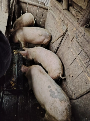 Șoldani 8 9 luni la alegere  - imagine 3