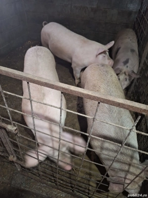 porci pentru sacrificat  - imagine 5