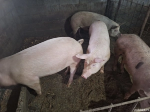 porci pentru sacrificat  - imagine 2