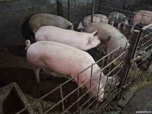 porci pentru sacrificat  - imagine 4