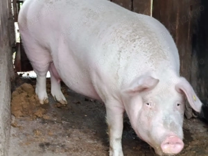porci de vanzare - imagine 4
