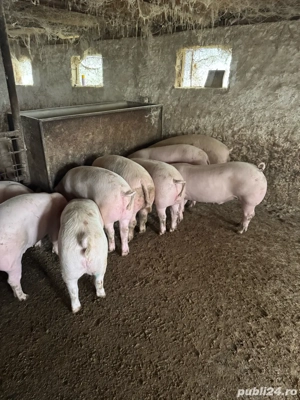 porci rasa de carne  - imagine 4
